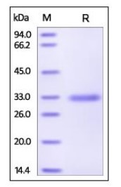 SDS-PAGE MBL2-233H.jpg
